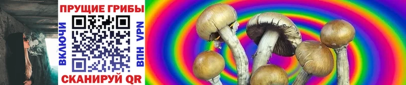 Псилоцибиновые грибы Cubensis  Купить закладки  Нязепетровск 